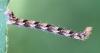 Eupithecia sp.